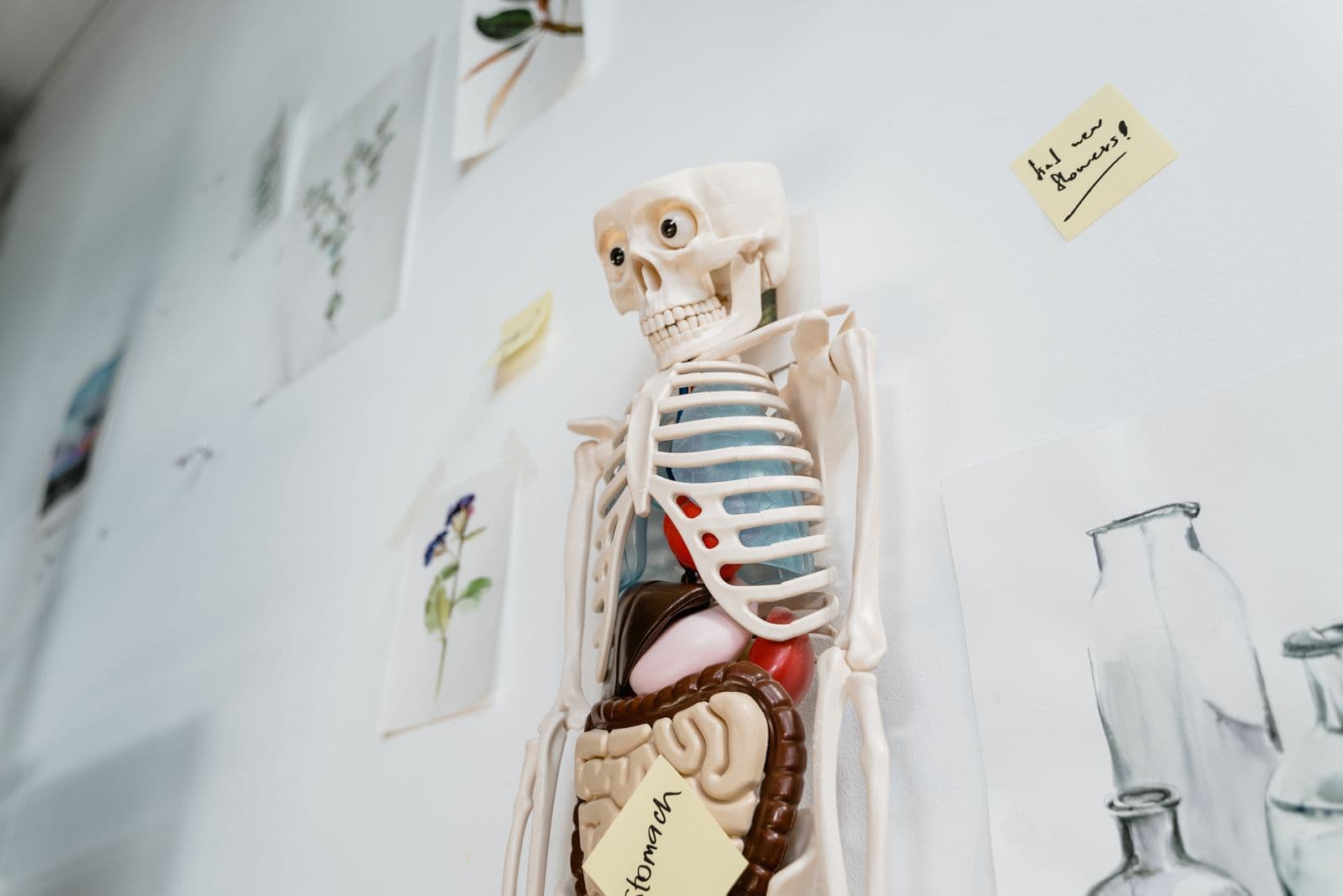 An anatomical skeleton model mounted on a wall